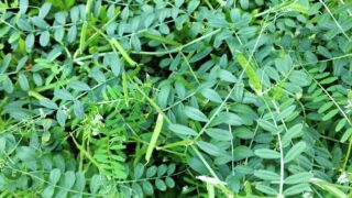 鬼に金棒・豚に真珠