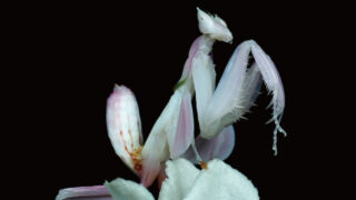 植物とヒトとの不思議な関係