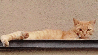 モチベーション