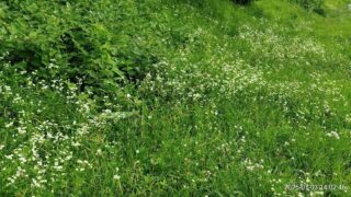 となりの芝生は青い