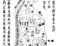 あたまの使いすぎとお腹の不調 2