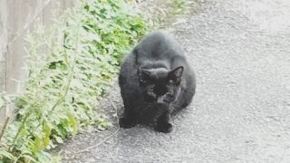 ないものねだりをしても仕方ないのだけれど