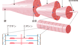 筋肉のコリって何だろう