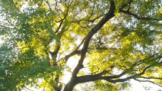 ゆすれば良くなる