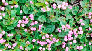 病気の原因と「モデル」