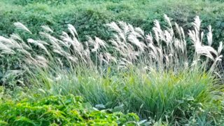 奇跡は起こらなくなったのか