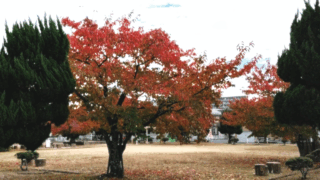 ボディートーク、指導者講習の思い出