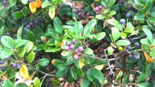 貧血と脳貧血…と血虚