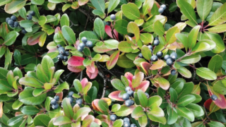 自分の人生を生きる