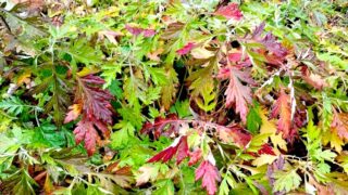 去年今年貫く棒の如きもの