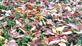 検診は意味がないのか?