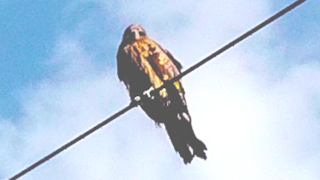 物語に出てくる悪役