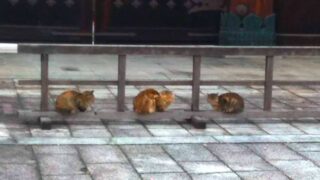 ひとの感情に敏感