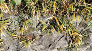 すこやかに病む