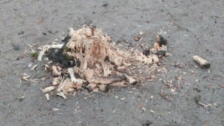 科学的な情報は時々更新される