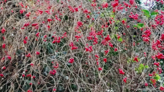 休日には2種類ある