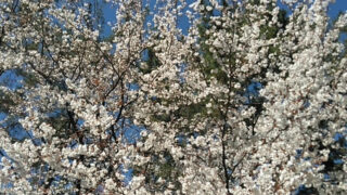 緩むときに痛む