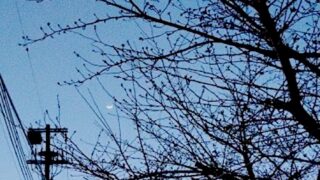 なんにもしていない…と師匠は言うが